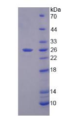 RPA153Bo01.jpg