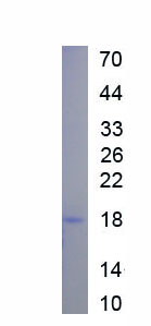 RPA154Mu02.jpg