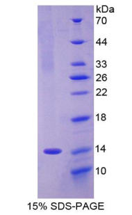 RPA162Ra01.jpg