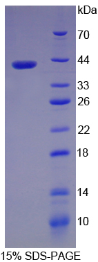 Recombinant Pepsinogen A (PGA)