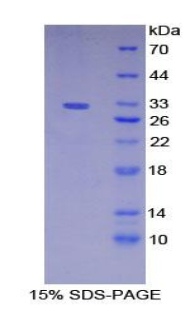 Recombinant Meprin A Alpha (MEP1a)