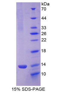 RPA172Mu01.jpg