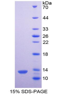 RPA172Mu02.jpg