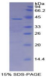 Recombinant Alpha-2-Heremans Schmid Glycoprotein (AHSG)