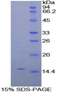 Recombinant Galactosidase Alpha (GLa)