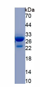 Recombinant Hexosaminidase A Alpha (HEXa)