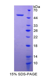 RPA197Ra01.jpg