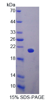 RPA197Ra02.jpg