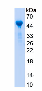 RPA204Hu03.jpg