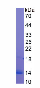 Recombinant Transcription factor 20 (TCF20)