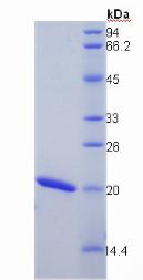 Recombinant Cyclophilin B (CYPB)