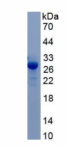 RPA238Hu01.jpg