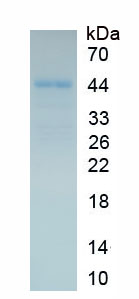 Recombinant WAP Four Disulfide Core Domain Protein 2 (WFDC2)