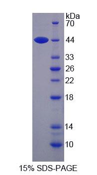 Recombinant Caspase 2 (CASP2)