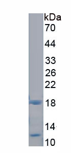 Recombinant Caspase 2 (CASP2)