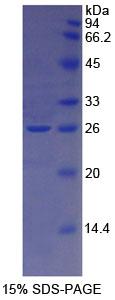 RPA262Hu02.jpg