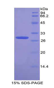 RPA272Bo01.jpg