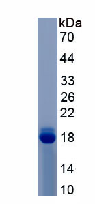 Recombinant Histone H3 (H3)