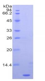 Recombinant Prostaglandin E Receptor 3 (EP3)