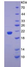 RPA292Hu02.jpg