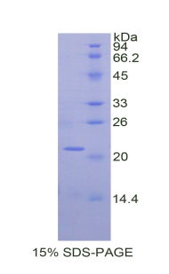 RPA292Mu02.jpg