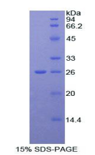 RPA292Mu04.jpg