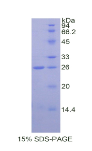 RPA292Ra03.jpg