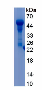 RPA296Bo01.jpg