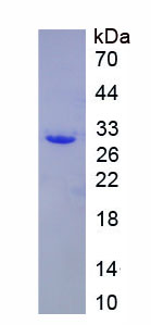 Recombinant Galectin 3 (GAL3)