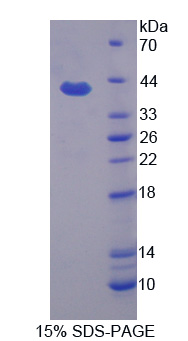 Recombinant Apolipoprotein H (APOH)