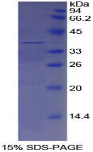 Recombinant Apolipoprotein H (APOH)