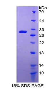 RPA319Hu01.jpg