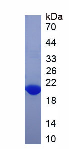 Recombinant Asprosin (Asp)