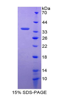 RPA337Hu01.jpg