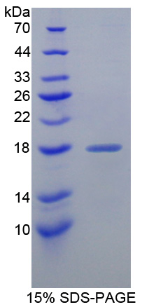 RPA344Hu01.jpg