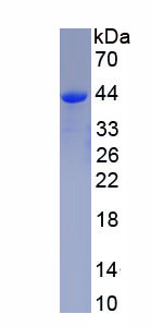 Recombinant Orexin (OX)