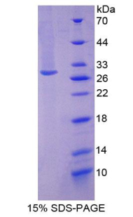 RPA347Hu01.jpg