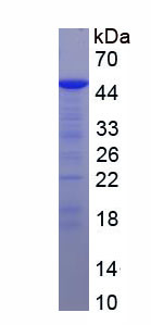 Recombinant Collagen Type I Alpha 1 (COL1a1)