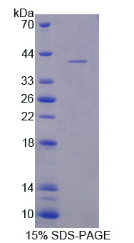 RPA352Ra01.jpg