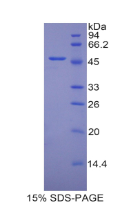 RPA363Mu02.jpg