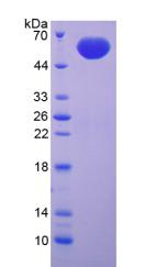 RPA368Hu01.jpg