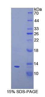 RPA371Bo01.jpg