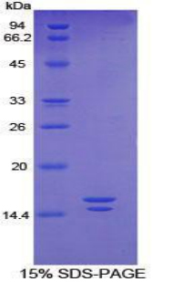 Recombinant Vasoactive Intestinal Peptide (VIP)