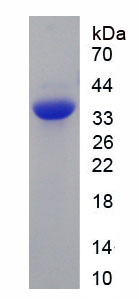 Recombinant Interleukin 27A (IL27A)