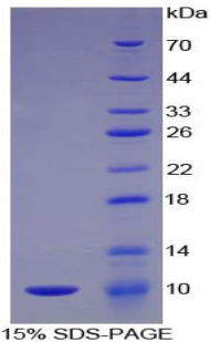 Recombinant Complement Component 5a (C5a)