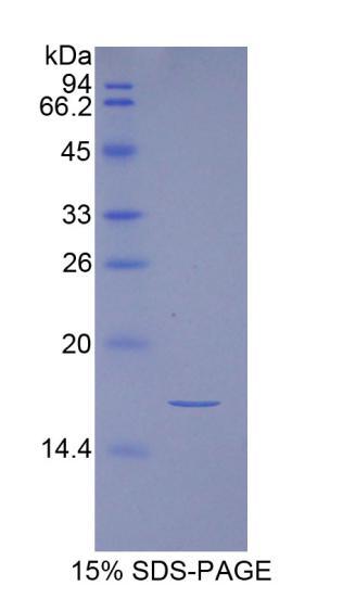 Recombinant Inhibin Alpha (INHa)