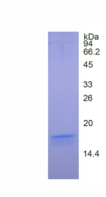 RPA395Po01.jpg