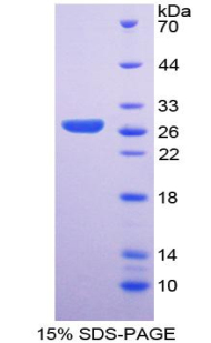 RPA406Hu01.jpg