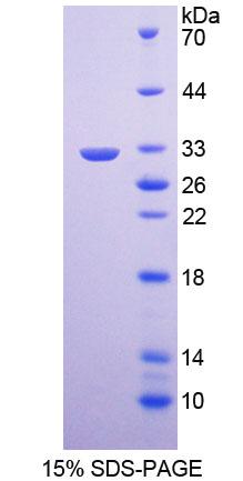 Recombinant Kallikrein 9 (KLK9)