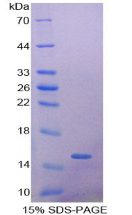 RPA412Mu01.jpg